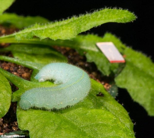 植物听到自己被吃的声音后能进行主动防御