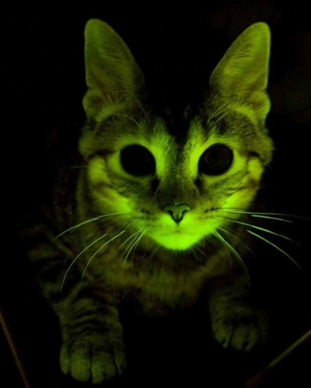 图1 夜光猫