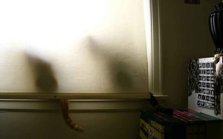 图11 间谍猫