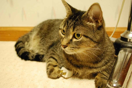 图6 电力猫