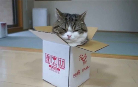 图7 量子猫