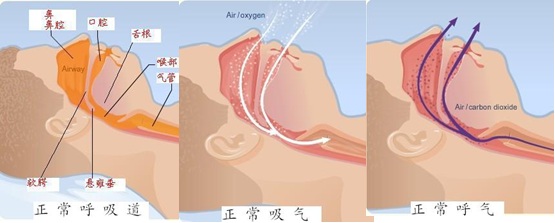 正常呼吸的示意图